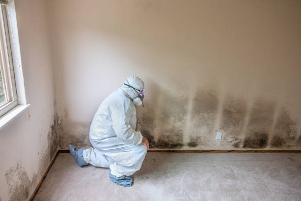 Mold Remediation for Rental Properties in Glenwood, IL